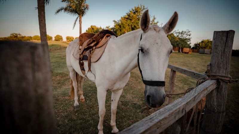 Caballo ensillado en el campo de Chocha y Nena